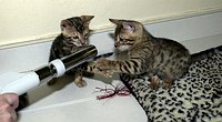 SierraGold Bengals: Merlin and Lancelot play with the vacuum.  <br>